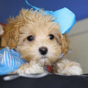 Bambi Maltipoo 01