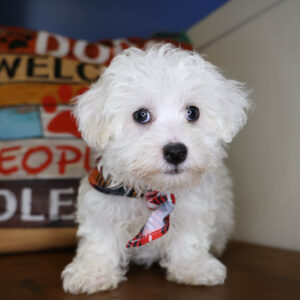 Barkus Maltipoo 01