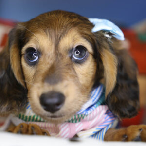 Bone Jovi Miniature Dachshund 01