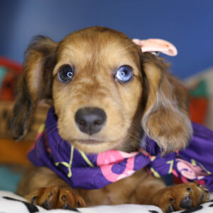 Diggy Azalea Miniature Dachshund 01