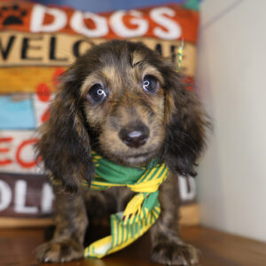 Draco Miniature Dachshund 01