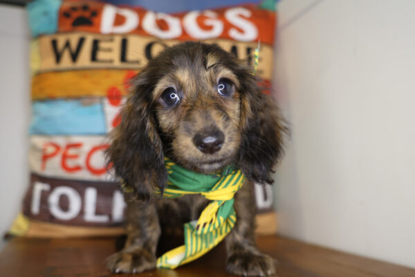 Draco Miniature Dachshund 01