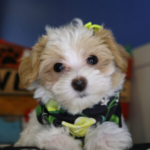 Galia Maltipoo 01