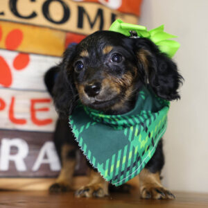 Hairy Underwood Miniature Dachshund 01