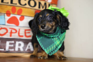 Hairy Underwood Miniature Dachshund 01