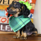 Hairy Underwood Miniature Dachshund 03