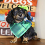 Hairy Underwood Miniature Dachshund 04