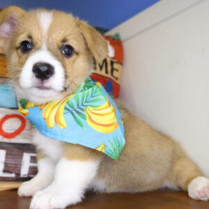 Ice Pembroke Welsh Corgi 01