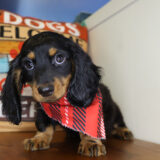 Ken Miniature Dachshund 01