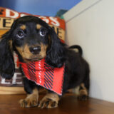 Ken Miniature Dachshund 02