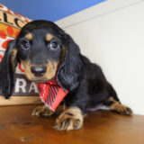 Ken Miniature Dachshund 03