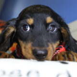 Ken Miniature Dachshund 04