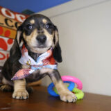 King Miniature Dachshund 02