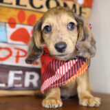 Lick Jagger Miniature Dachshund 02