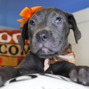 Maya Cane Corso 01