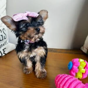 Nala Yorkshire Terrier 01