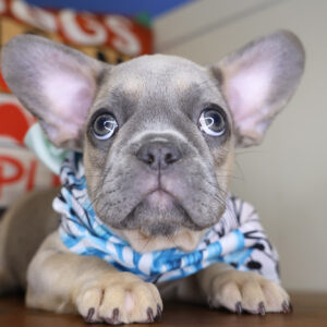 Nerina French Bulldog 01