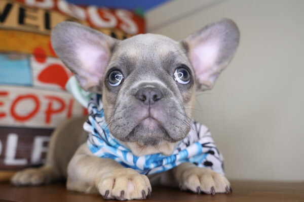 Nerina French Bulldog 01