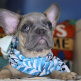 Nerina French Bulldog 02