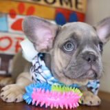 Nerina French Bulldog 03