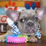 Nerina French Bulldog 04