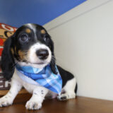 Oaken Miniature Dachshund 03