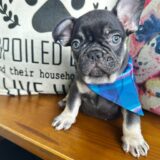 Pippen French Bulldog 01