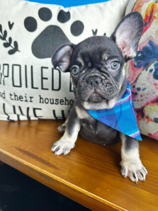 Pippen French Bulldog 01