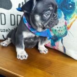 Pippen French Bulldog 02