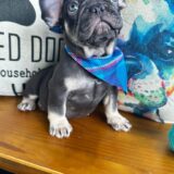 Pippen French Bulldog 04