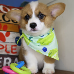 Quick Pembroke Welsh Corgi 01