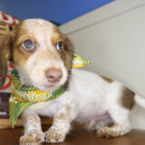 Rolly Miniature Dachshund 02