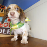 Rolly Miniature Dachshund 03