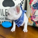 Snowman French Bulldog 04