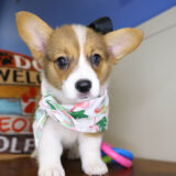 Sweet Pembroke Welsh Corgi 01