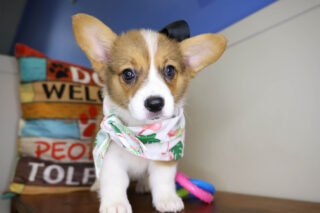 Sweet Pembroke Welsh Corgi 01