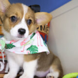 Sweet Pembroke Welsh Corgi 02