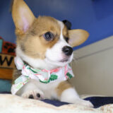 Sweet Pembroke Welsh Corgi 03