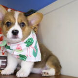 Sweet Pembroke Welsh Corgi 04