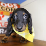 Wade Miniature Dachshund 01