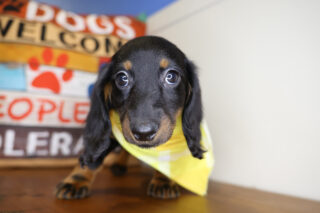 Wade Miniature Dachshund 01