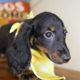 Wade Miniature Dachshund 02