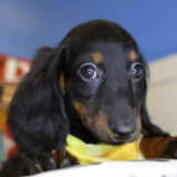 Wade Miniature Dachshund 03