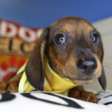 Wayne Miniature Dachshund 02