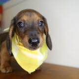 Wayne Miniature Dachshund 03