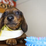 Wayne Miniature Dachshund 04