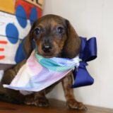 Windley Miniature Dachshund 02