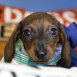 Windley Miniature Dachshund 03