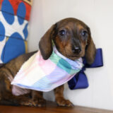 Windley Miniature Dachshund 04