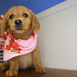 Winnie The Pooch Golden Retriever 01